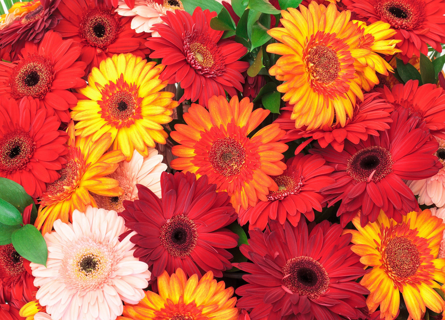 20 GERBER DAISY Mix Gerbera Jamesonii aka Barberton or African Daisy Mixed Colors Pink Purple Red Orange Yellow White Flower Seeds - Blessings Grow Meadows -