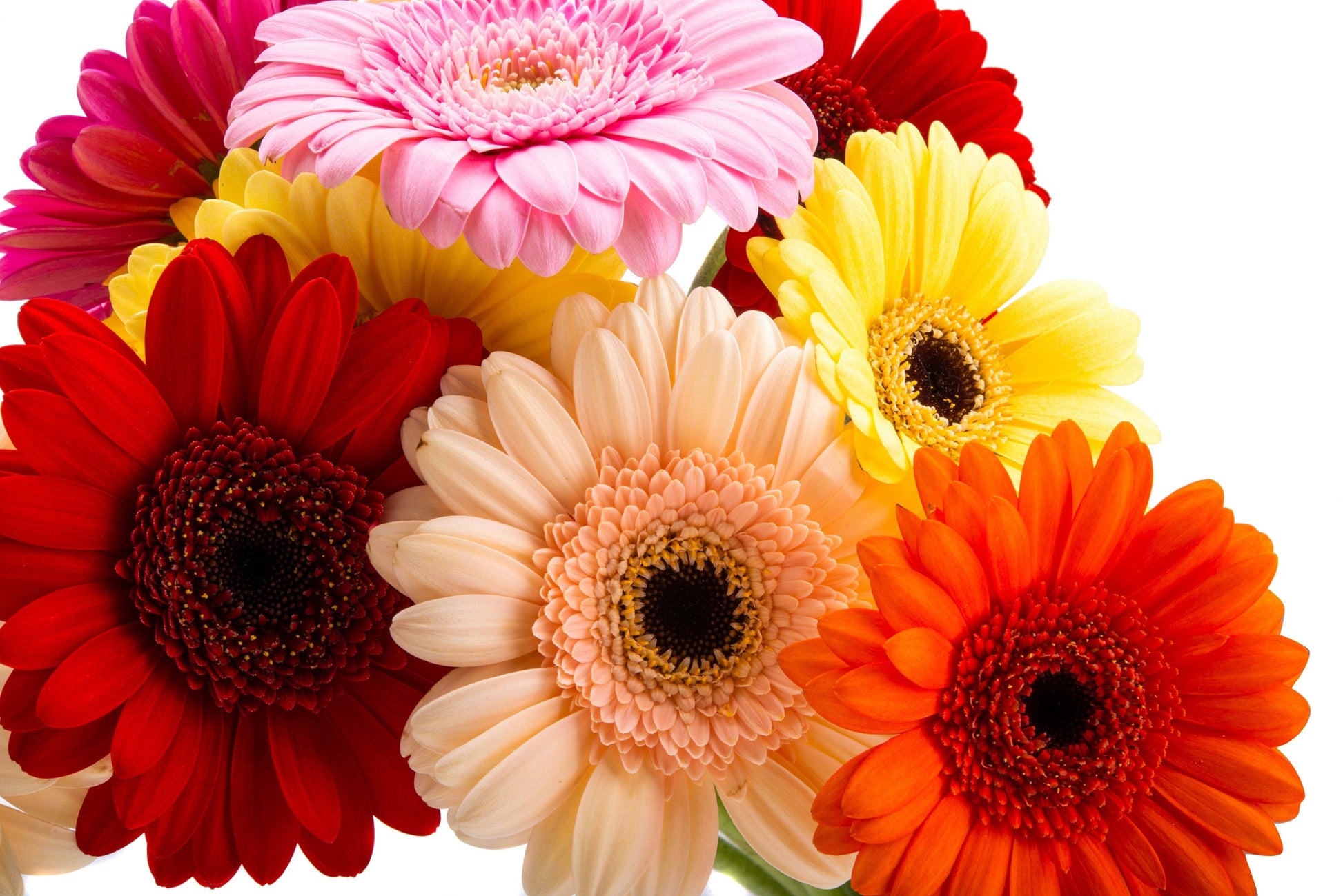 20 GERBER DAISY Mix Gerbera Jamesonii aka Barberton or African Daisy Mixed Colors Pink Purple Red Orange Yellow White Flower Seeds - Blessings Grow Meadows -