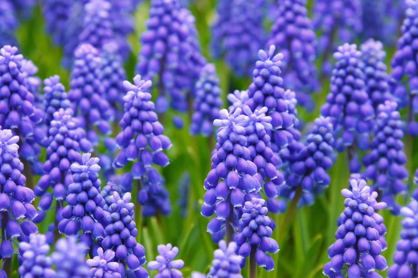 20 GRAPE HYACINTH Muscari Armeniacum Fragrant Blue Purple Ground Cover Flower Seeds - Blessings Grow Meadows -