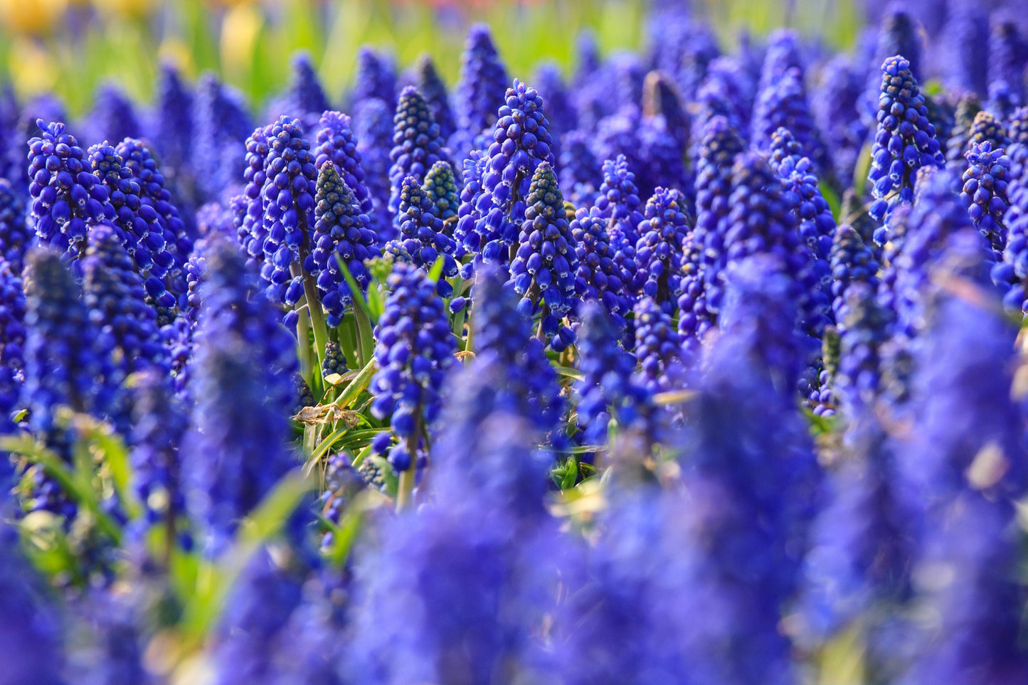 20 GRAPE HYACINTH Muscari Armeniacum Fragrant Blue Purple Ground Cover Flower Seeds - Blessings Grow Meadows -