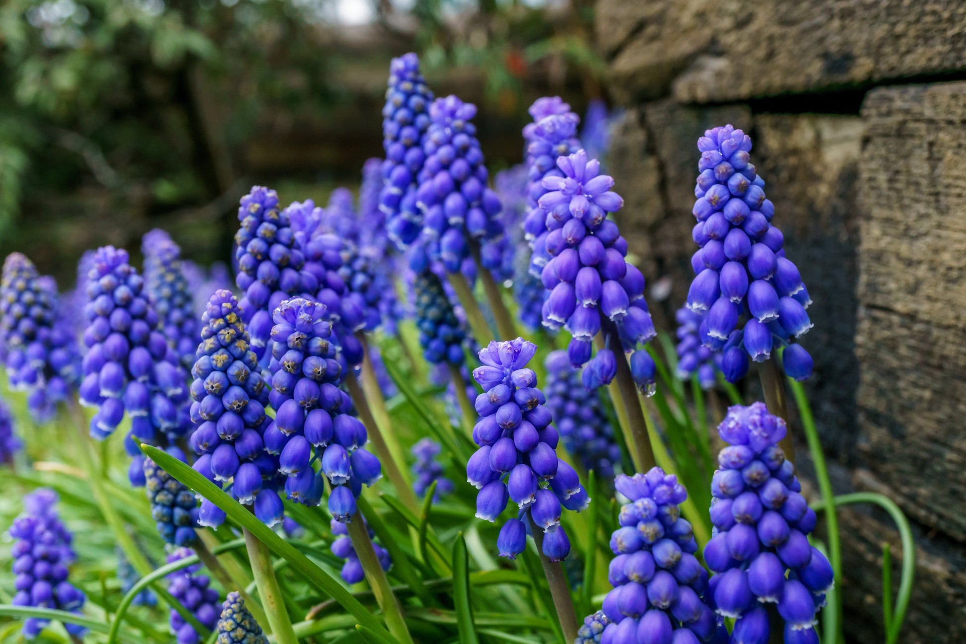 20 GRAPE HYACINTH Muscari Armeniacum Fragrant Blue Purple Ground Cover Flower Seeds - Blessings Grow Meadows -