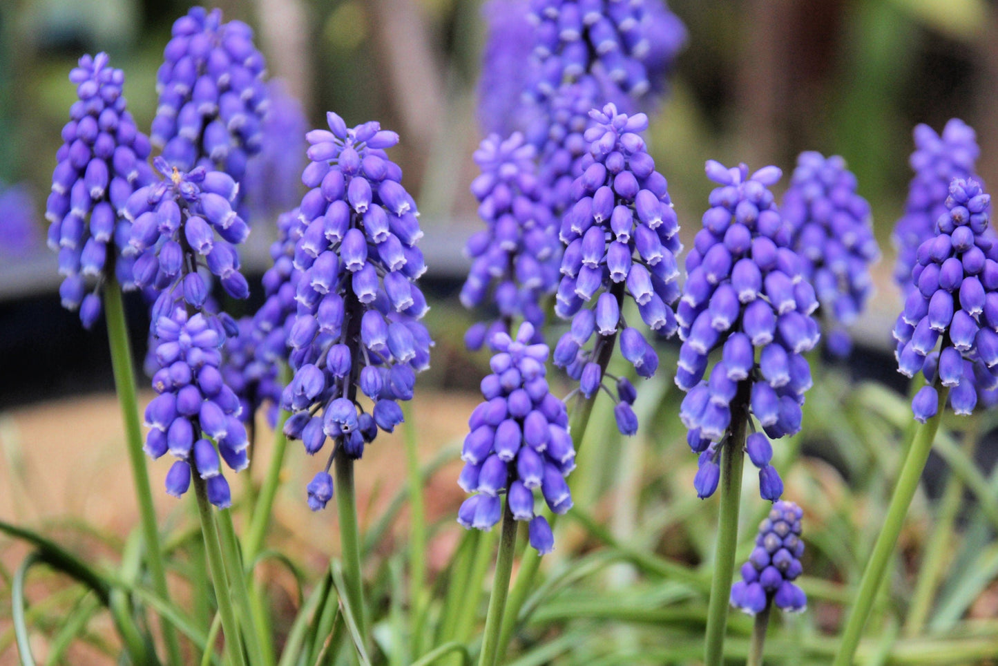 20 GRAPE HYACINTH Muscari Armeniacum Fragrant Blue Purple Ground Cover Flower Seeds - Blessings Grow Meadows -