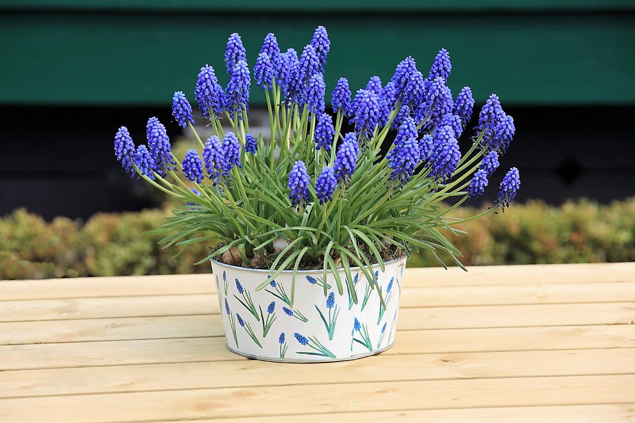 20 GRAPE HYACINTH Muscari Armeniacum Fragrant Blue Purple Ground Cover Flower Seeds - Blessings Grow Meadows -