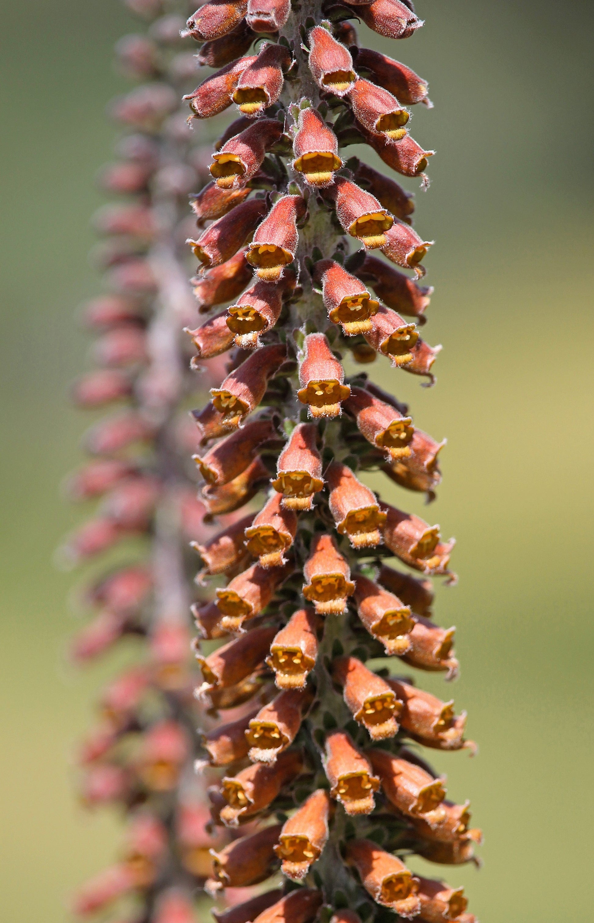 20 MILK CHOCOLATE FOXGLOVE Spanish Digitalis Parviflora Red Brown Flower Seeds - Blessings Grow Meadows -