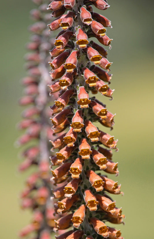 20 MILK CHOCOLATE FOXGLOVE Spanish Digitalis Parviflora Red Brown Flower Seeds - Blessings Grow Meadows -