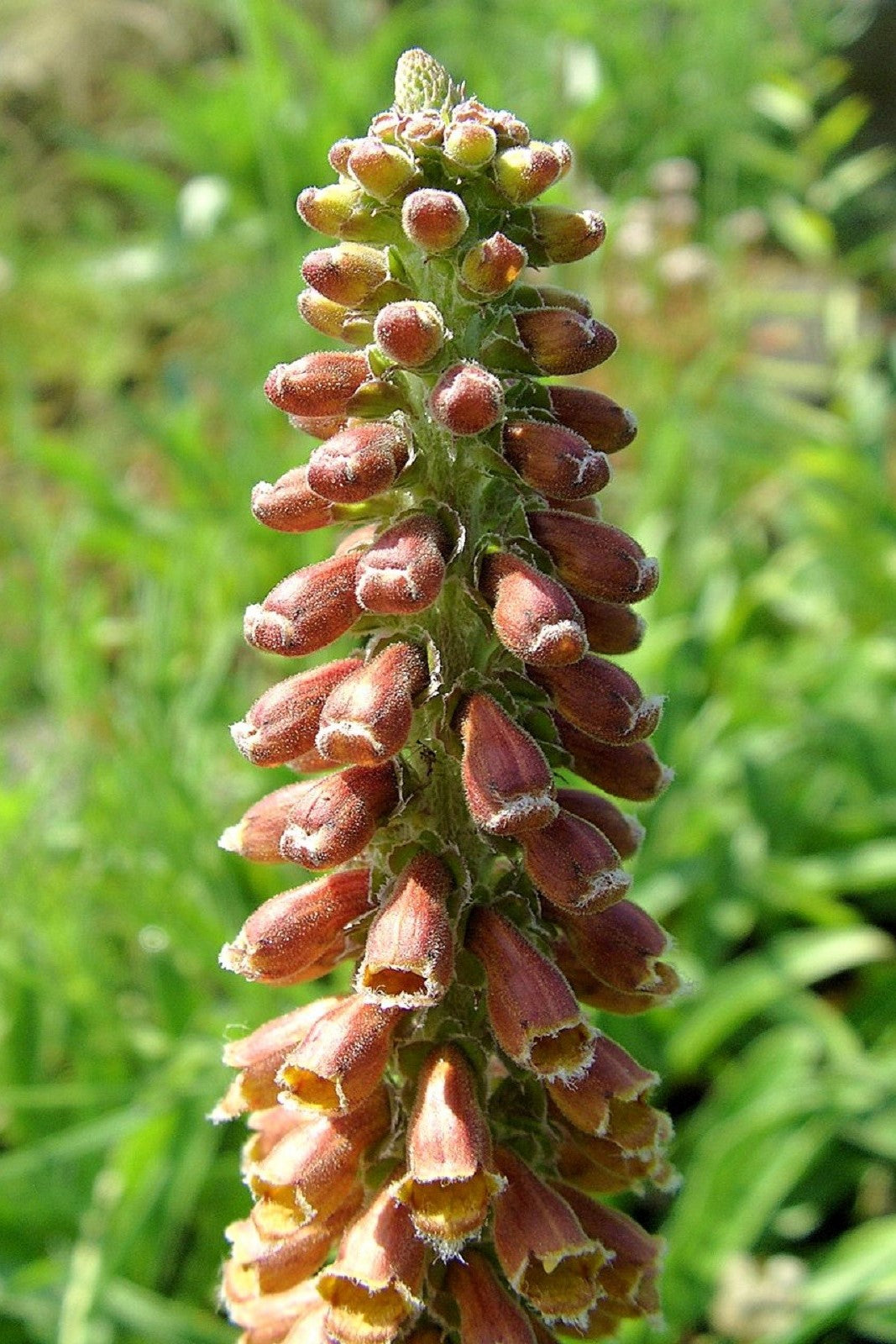 20 MILK CHOCOLATE FOXGLOVE Spanish Digitalis Parviflora Red Brown Flower Seeds - Blessings Grow Meadows -