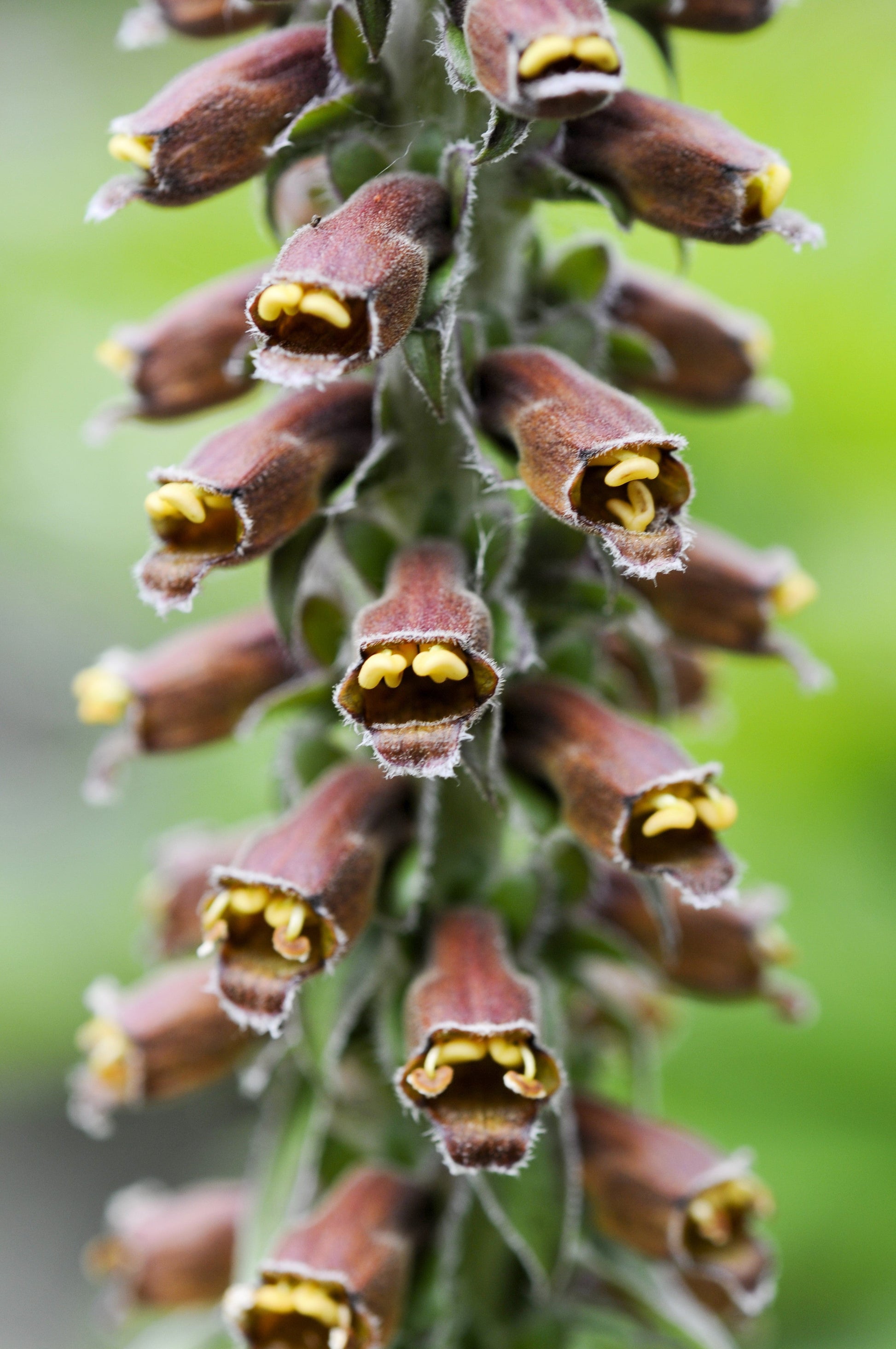 20 MILK CHOCOLATE FOXGLOVE Spanish Digitalis Parviflora Red Brown Flower Seeds - Blessings Grow Meadows -