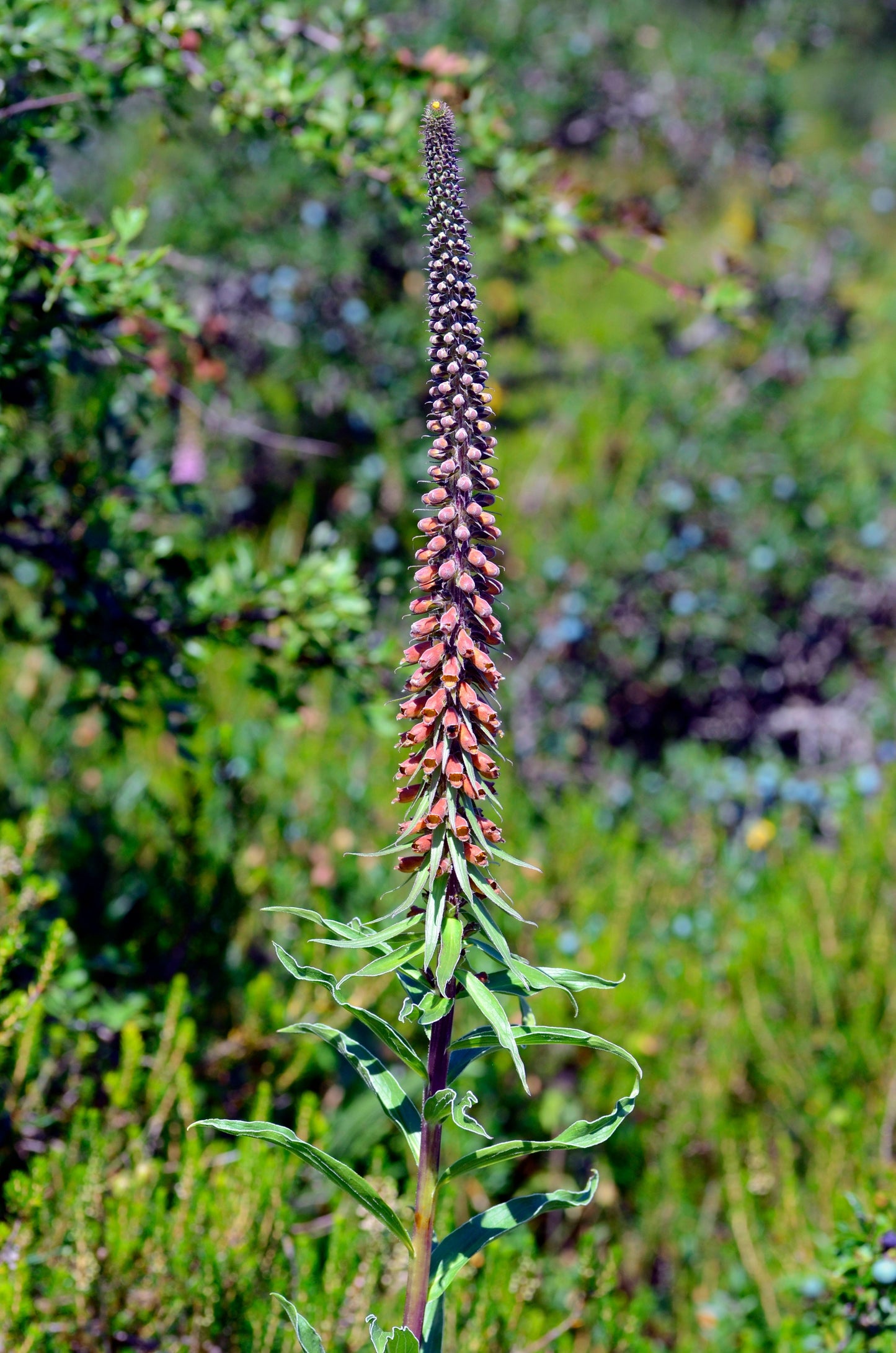 20 MILK CHOCOLATE FOXGLOVE Spanish Digitalis Parviflora Red Brown Flower Seeds - Blessings Grow Meadows -