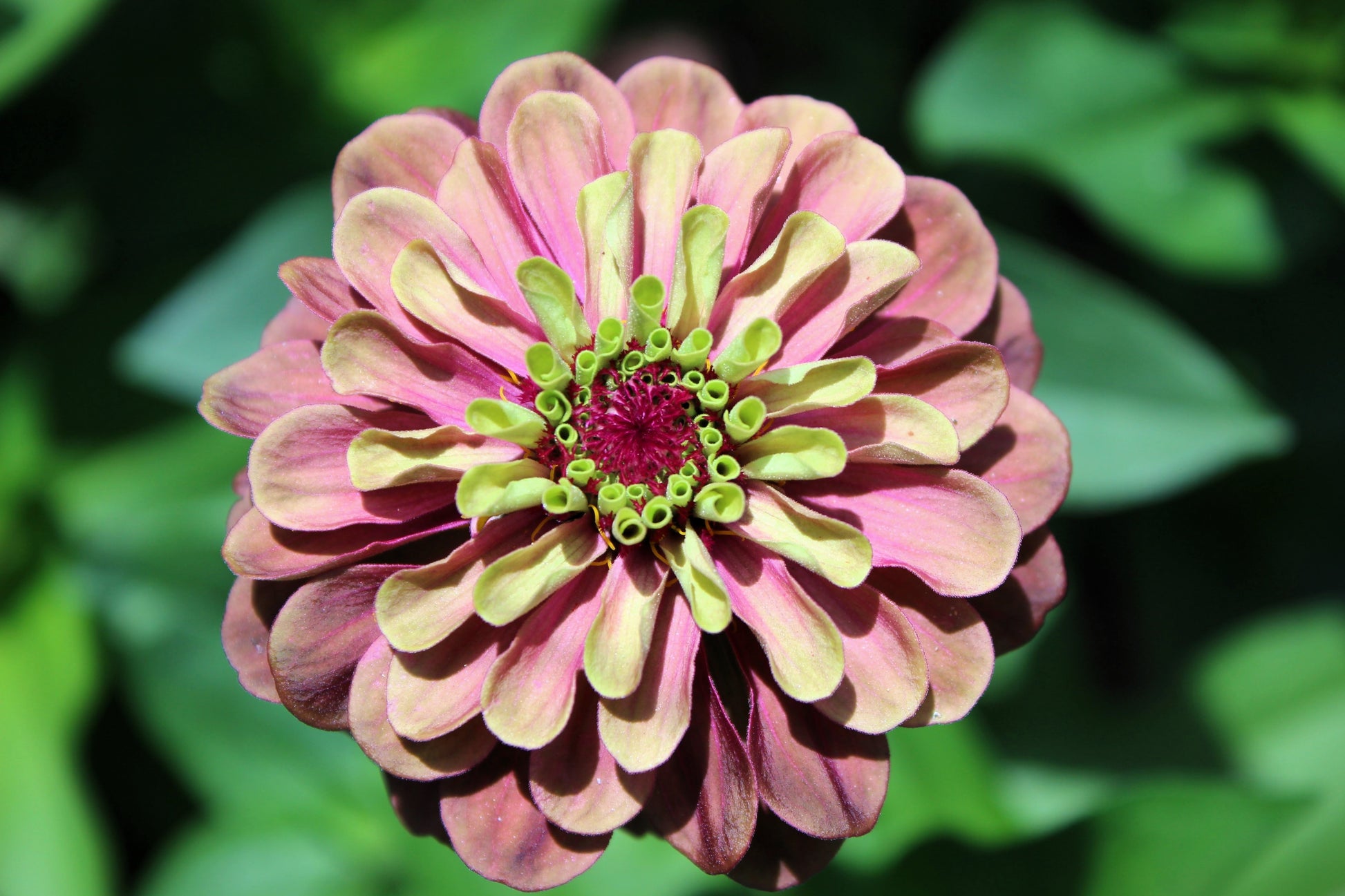 20 Organic QUEENY LIME MIX ZINNIA Elegans Mixed Colors Red Orange Yellow Pink Green Queen Flower Seeds - Blessings Grow Meadows -
