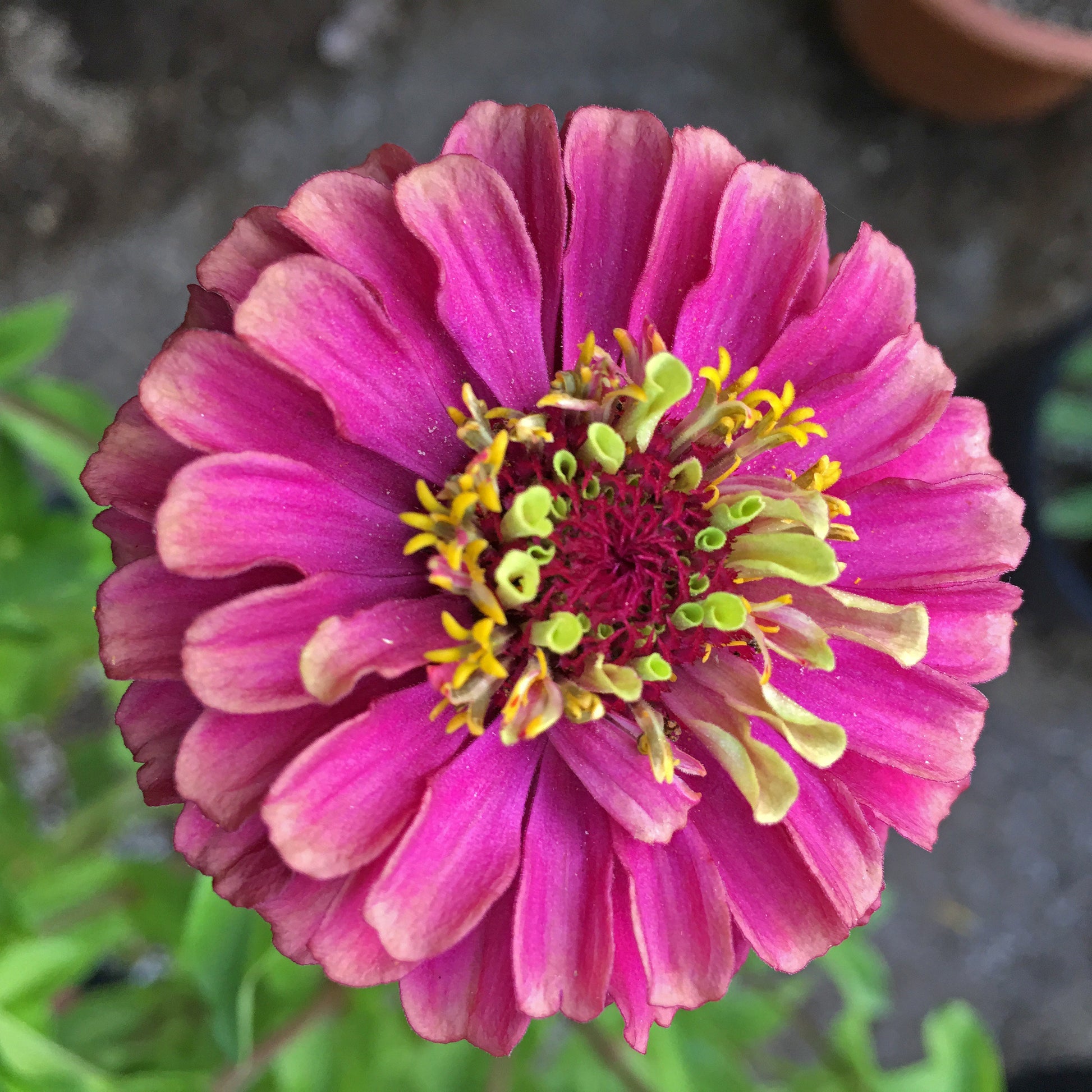 20 Organic QUEENY LIME MIX ZINNIA Elegans Mixed Colors Red Orange Yellow Pink Green Queen Flower Seeds - Blessings Grow Meadows -