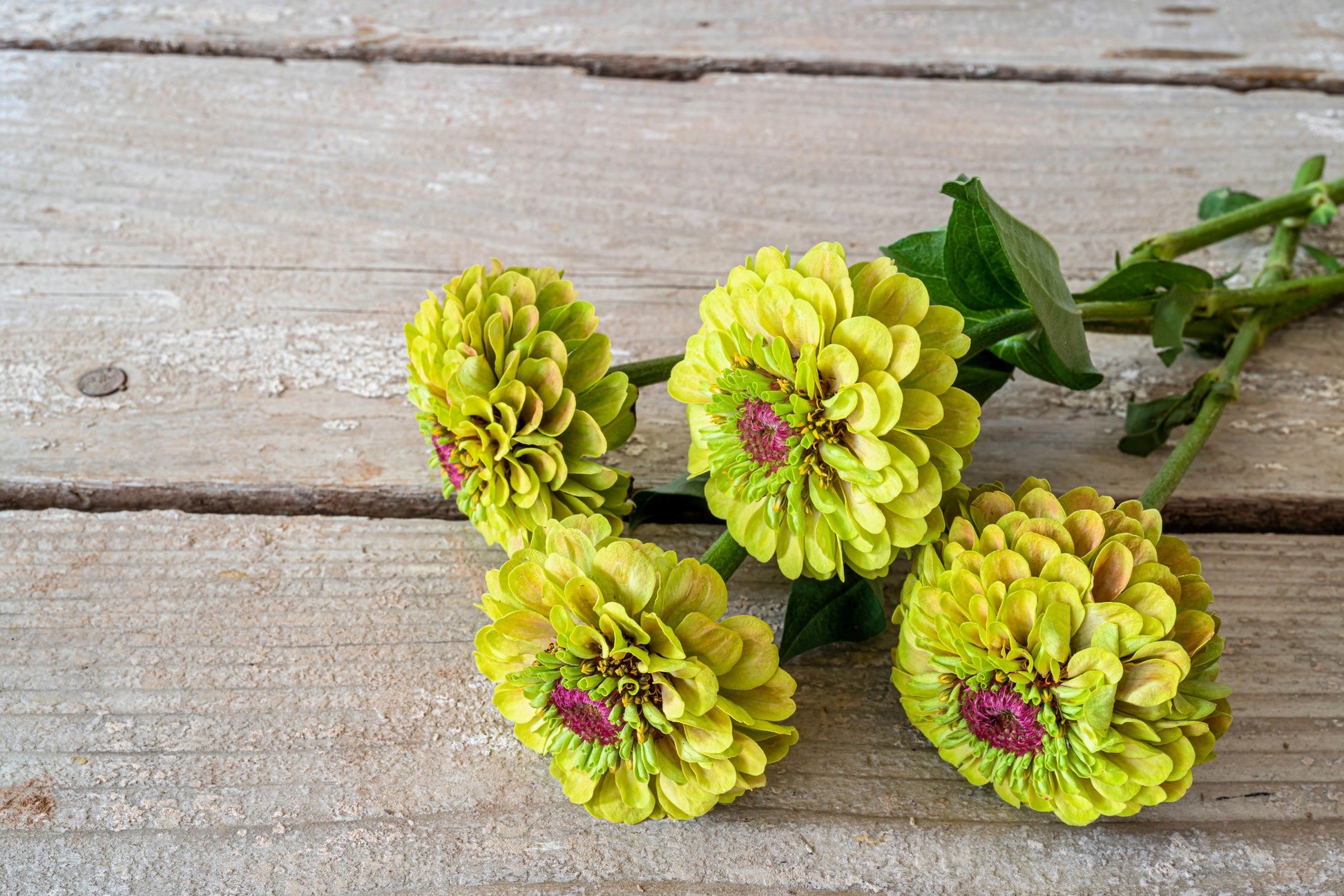 20 Organic QUEENY LIME MIX ZINNIA Elegans Mixed Colors Red Orange Yellow Pink Green Queen Flower Seeds - Blessings Grow Meadows -