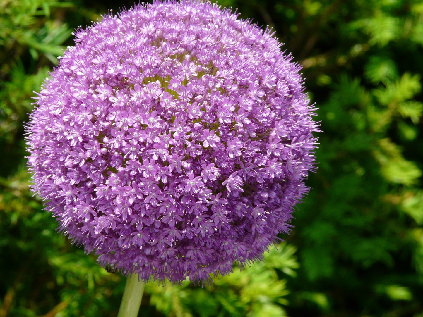 20 STAR OF PERSIA ALLIUM Christophii Silvery Amethyst Purple Flower Seeds - Blessings Grow Meadows -