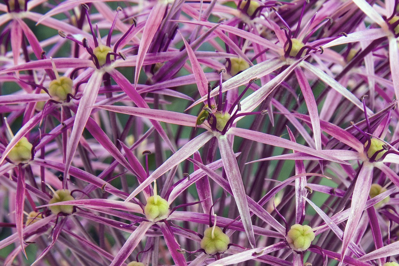 20 STAR OF PERSIA ALLIUM Christophii Silvery Amethyst Purple Flower Seeds - Blessings Grow Meadows -