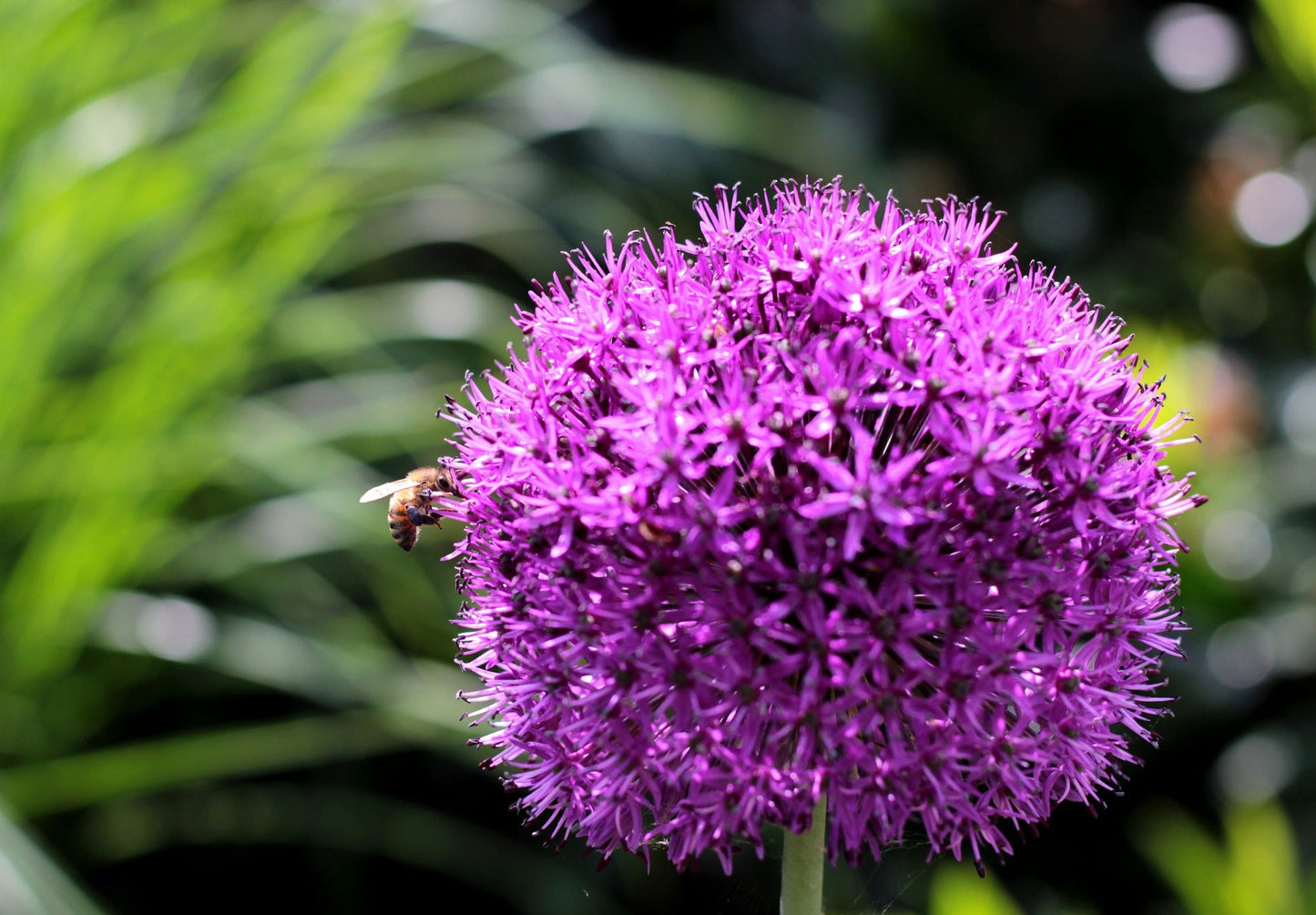 20 STAR OF PERSIA ALLIUM Christophii Silvery Amethyst Purple Flower Seeds - Blessings Grow Meadows -