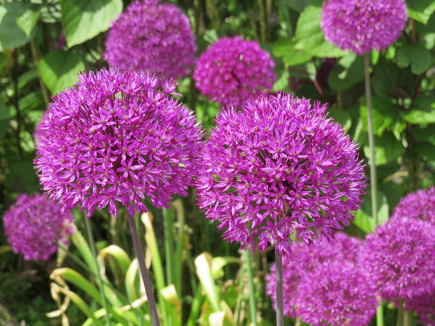 20 STAR OF PERSIA ALLIUM Christophii Silvery Amethyst Purple Flower Seeds - Blessings Grow Meadows -