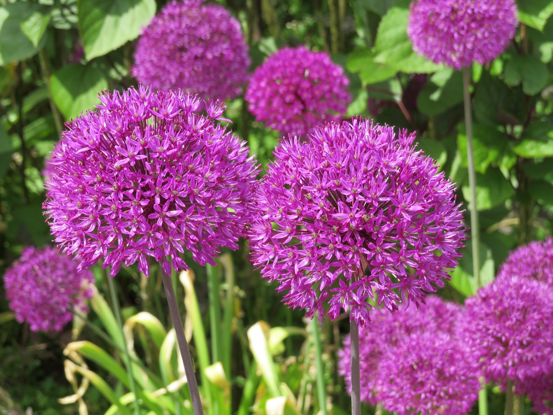 20 STAR OF PERSIA ALLIUM Christophii Silvery Amethyst Purple Flower Seeds - Blessings Grow Meadows -