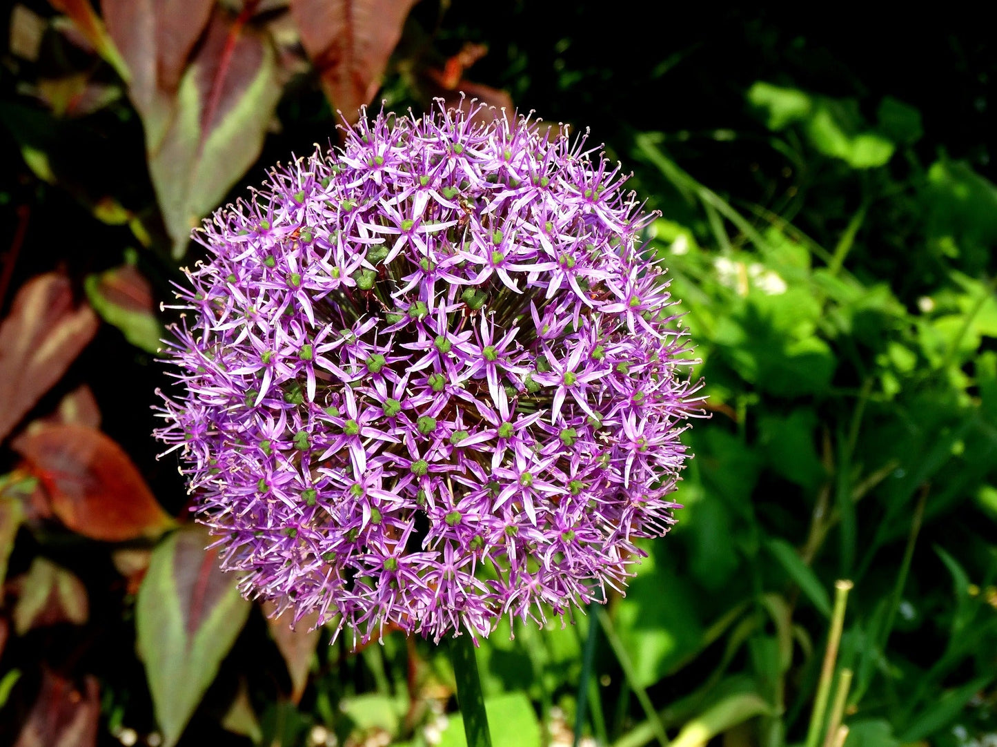 20 STAR OF PERSIA ALLIUM Christophii Silvery Amethyst Purple Flower Seeds - Blessings Grow Meadows -