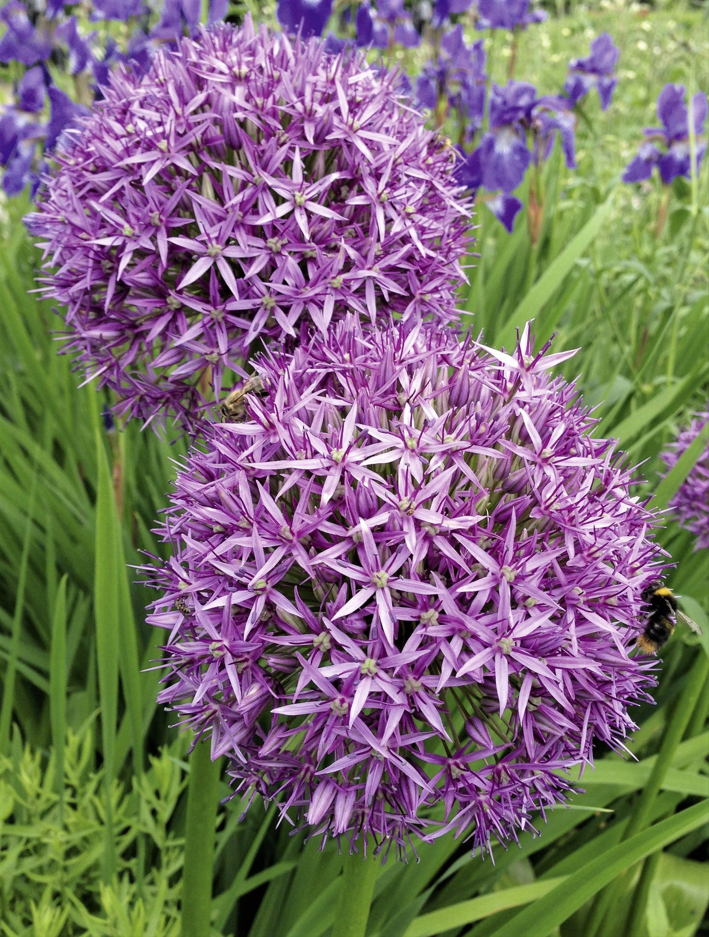 20 STAR OF PERSIA ALLIUM Christophii Silvery Amethyst Purple Flower Seeds - Blessings Grow Meadows -