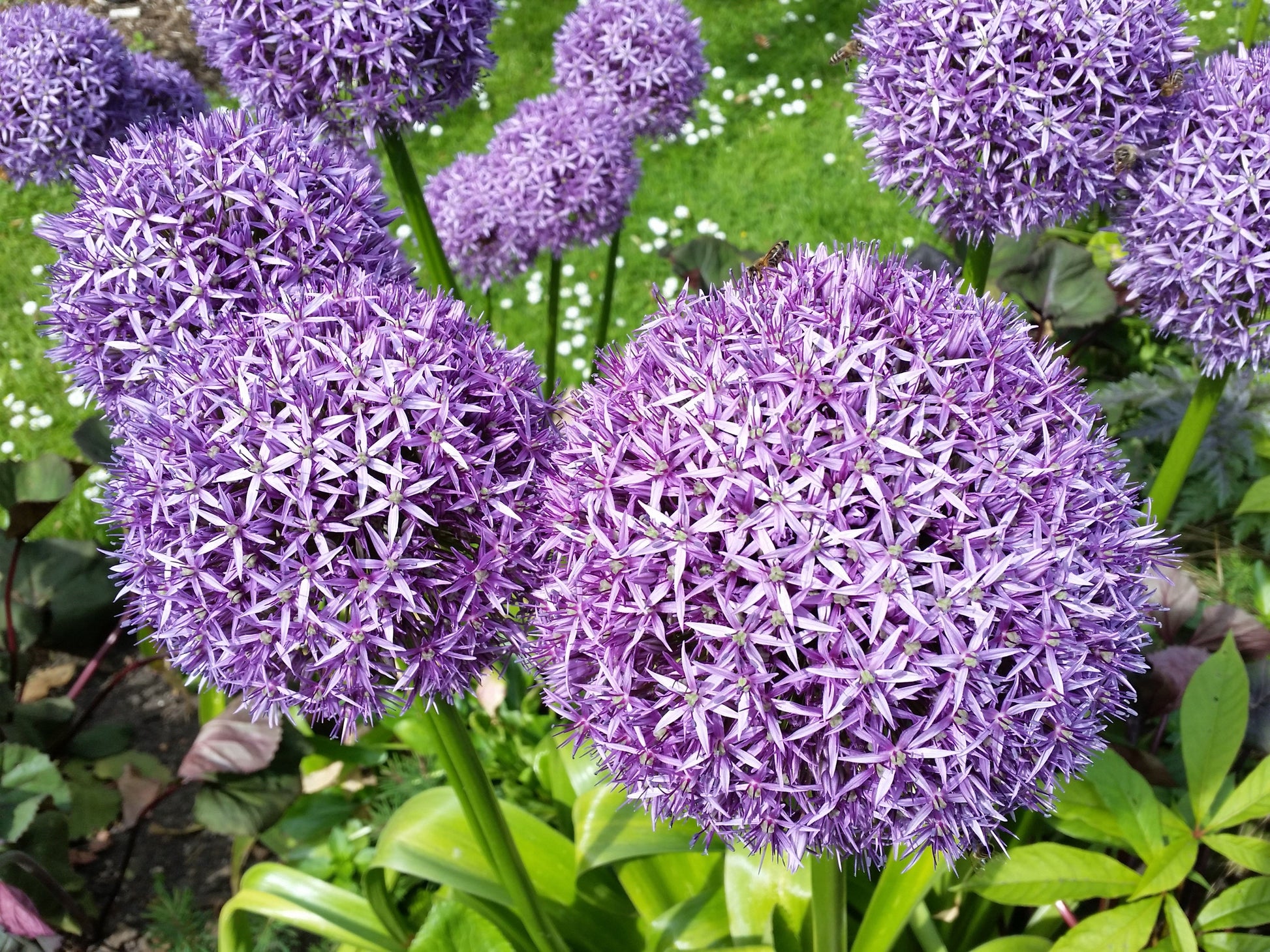 20 STAR OF PERSIA ALLIUM Christophii Silvery Amethyst Purple Flower Seeds - Blessings Grow Meadows -