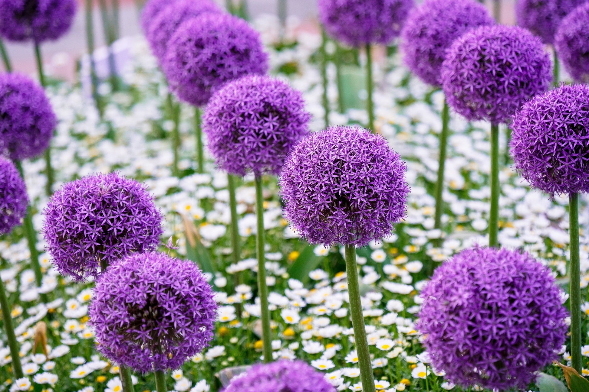 25 GIANT ALLIUM Allium Giganteum Purple Globe Flower Seeds - Blessings Grow Meadows -