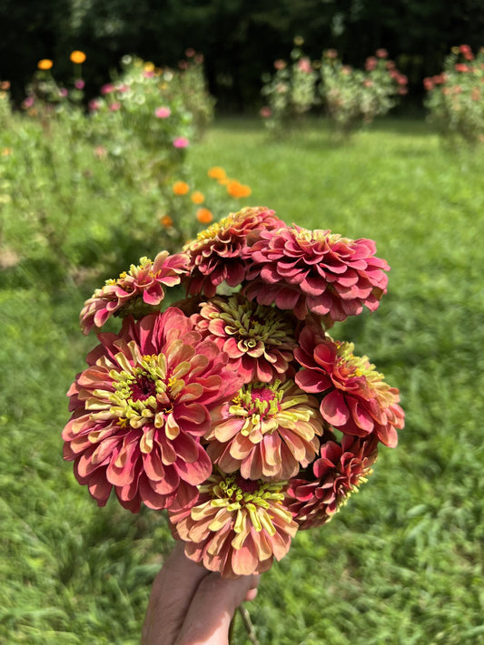 25 RED LIME QUEENY ZINNIA Elegans Green Queen Flower Seeds - Blessings Grow Meadows -