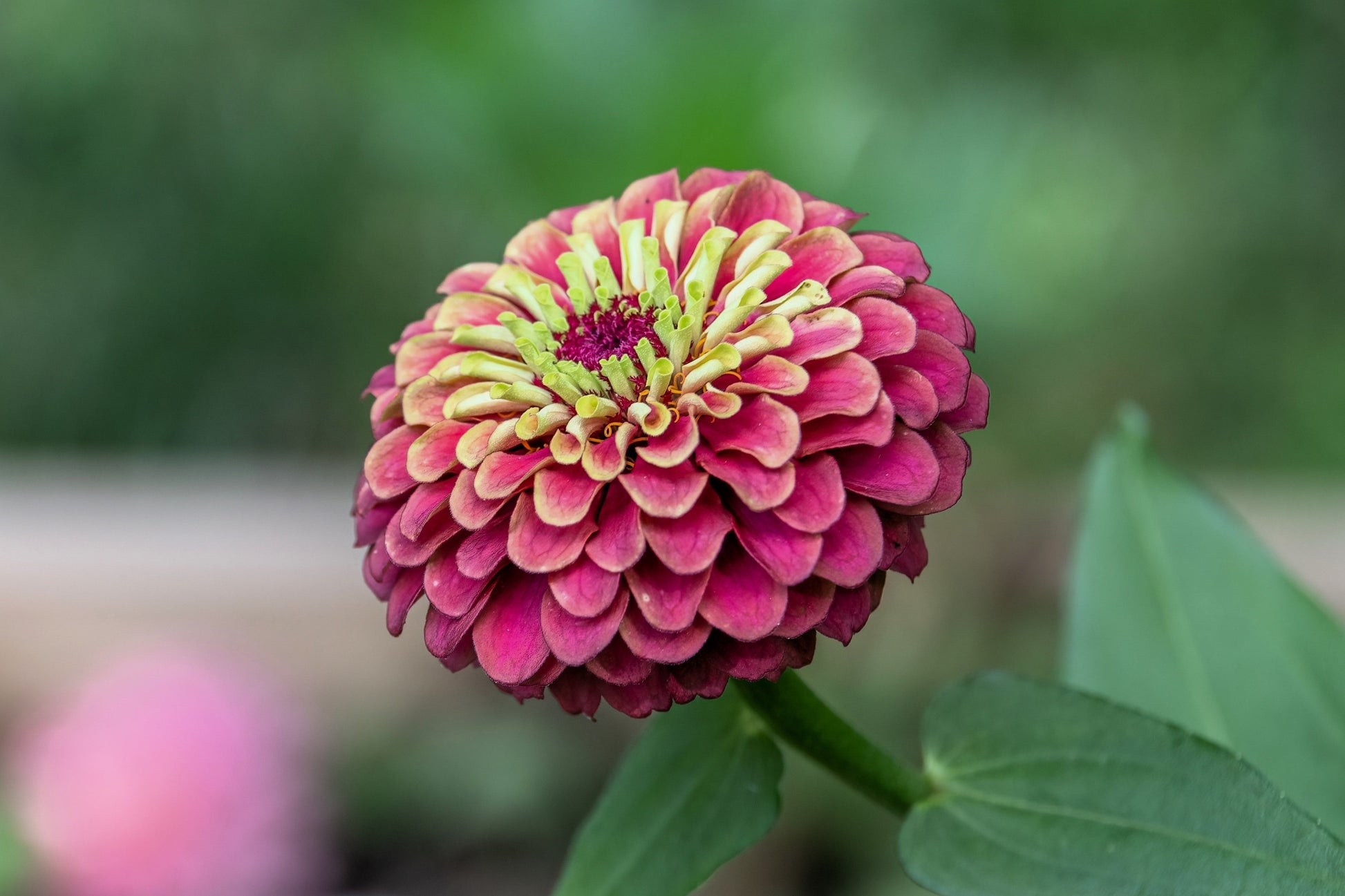 25 RED LIME QUEENY ZINNIA Elegans Green Queen Flower Seeds - Blessings Grow Meadows -