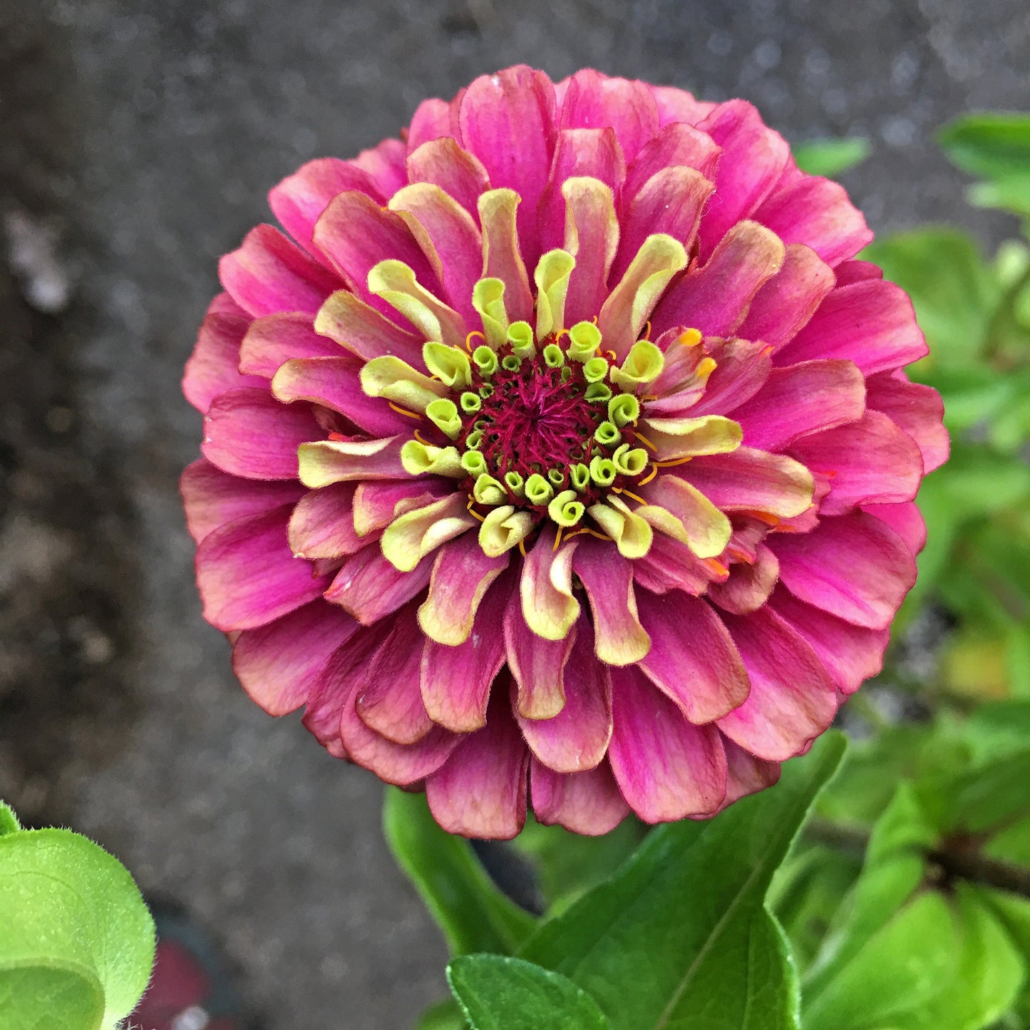 25 RED LIME QUEENY ZINNIA Elegans Green Queen Flower Seeds - Blessings Grow Meadows -