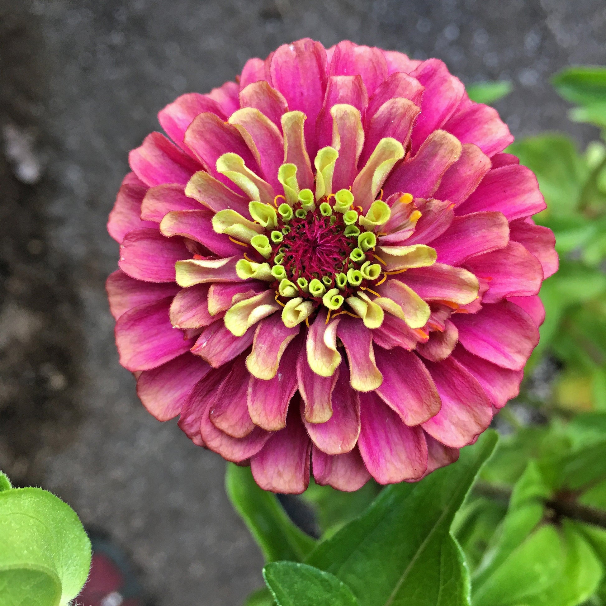 25 RED LIME QUEENY ZINNIA Elegans Green Queen Flower Seeds - Blessings Grow Meadows -
