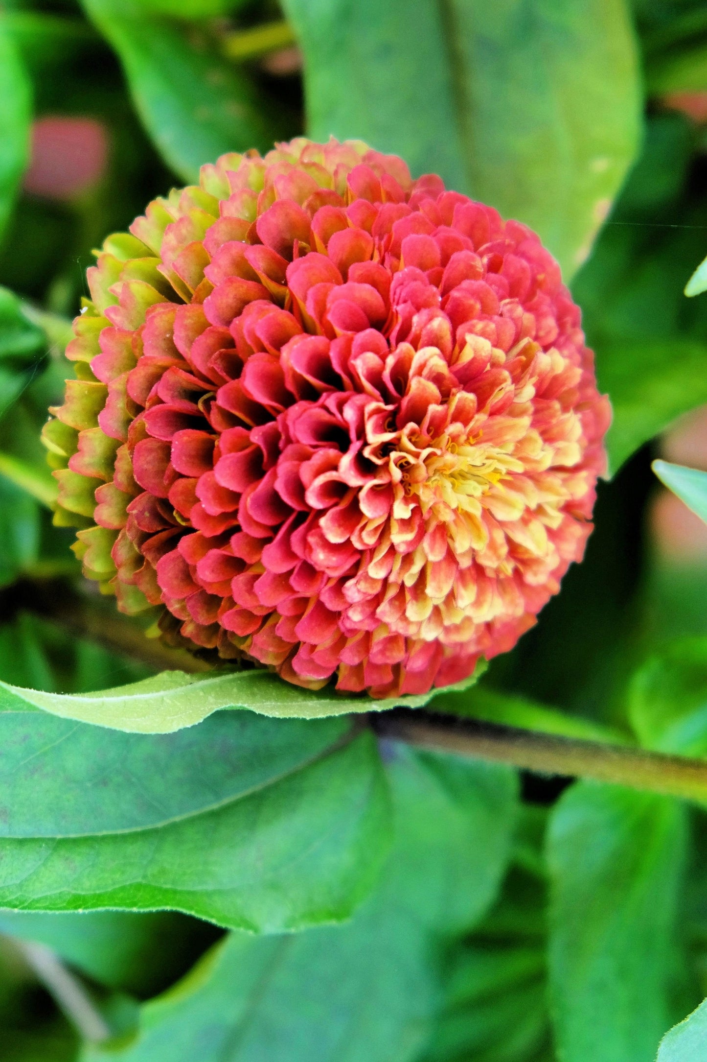25 RED LIME QUEENY ZINNIA Elegans Green Queen Flower Seeds - Blessings Grow Meadows -