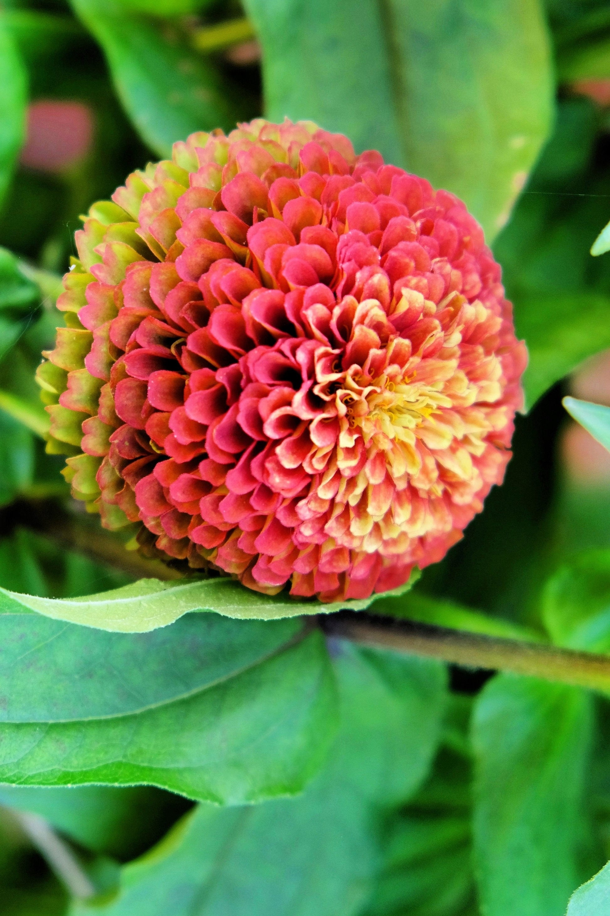 25 RED LIME QUEENY ZINNIA Elegans Green Queen Flower Seeds - Blessings Grow Meadows -