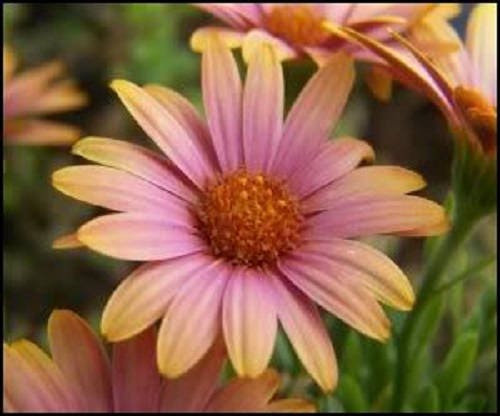 25 SALMON AFRICAN DAISY Dimorphotheca Sinuata Apricot Flower Seeds - Blessings Grow Meadows -