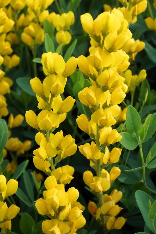 25 YELLOW WILD INDIGO Baptisia Tinctoria False Indigo Flower Seeds - Blessings Grow Meadows -