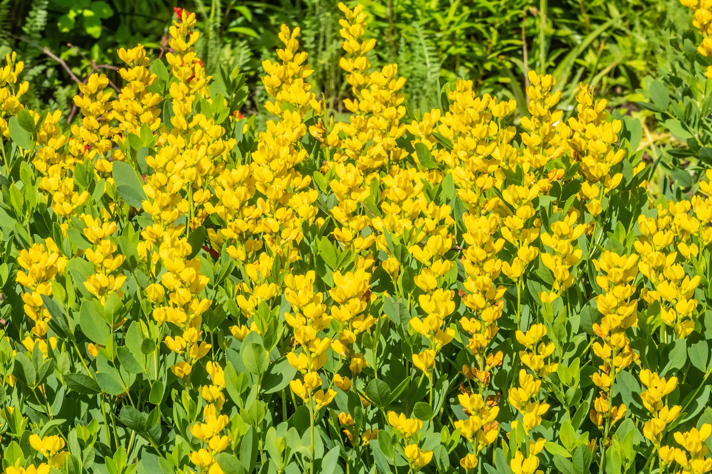 25 YELLOW WILD INDIGO Baptisia Tinctoria False Indigo Flower Seeds - Blessings Grow Meadows -