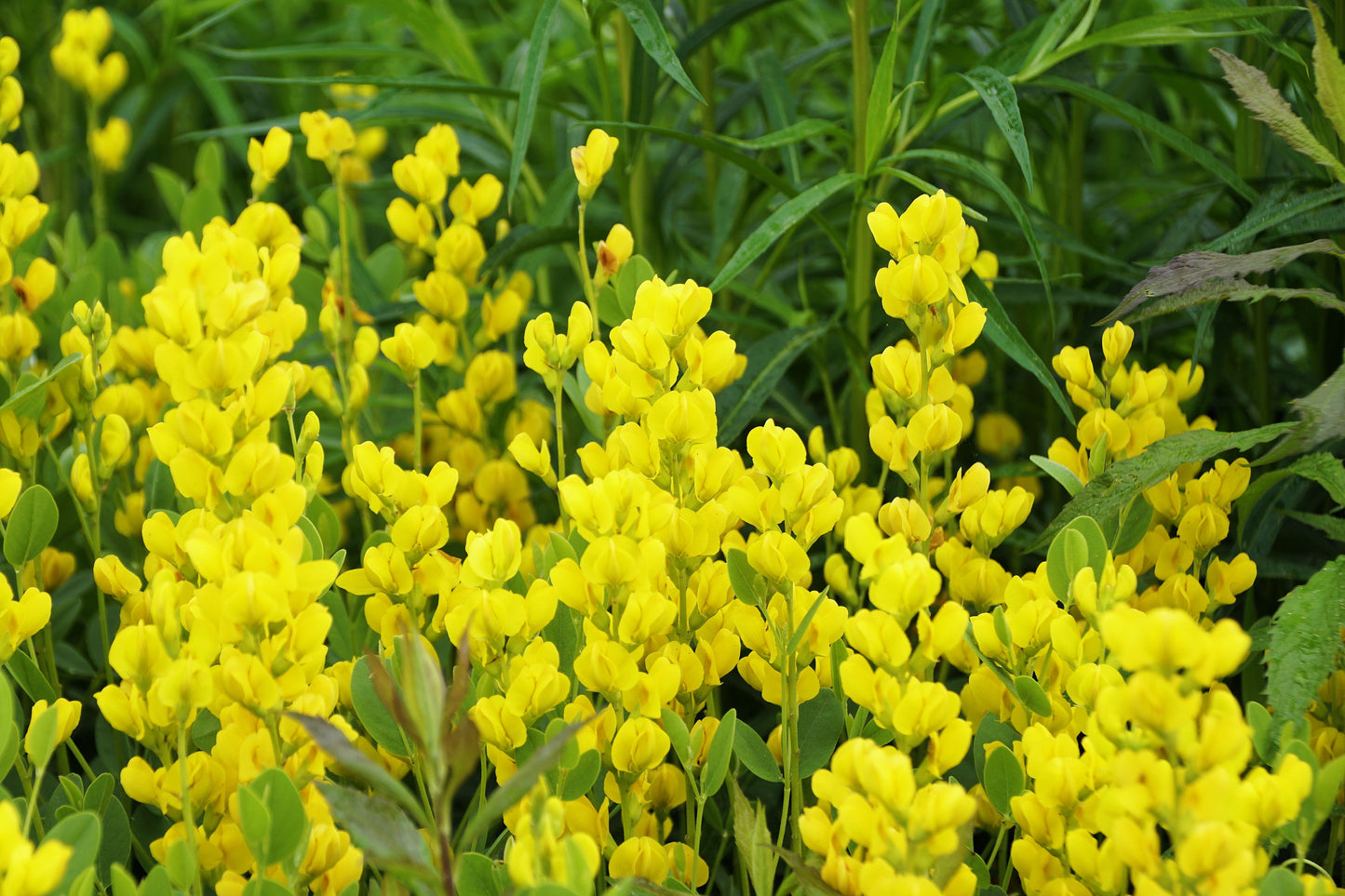 25 YELLOW WILD INDIGO Baptisia Tinctoria False Indigo Flower Seeds - Blessings Grow Meadows -