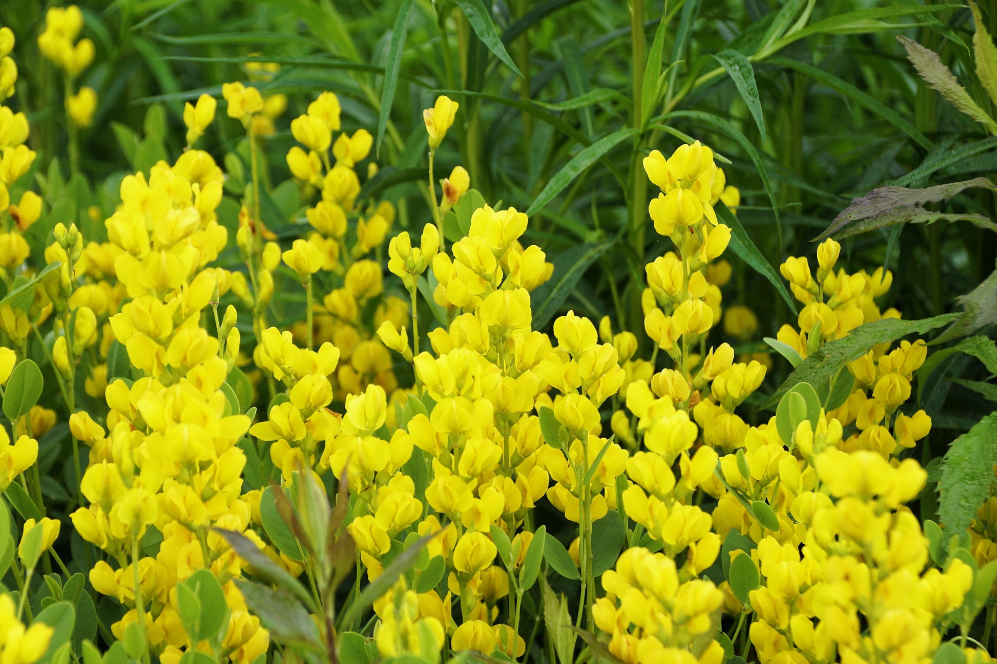25 YELLOW WILD INDIGO Baptisia Tinctoria False Indigo Flower Seeds - Blessings Grow Meadows -