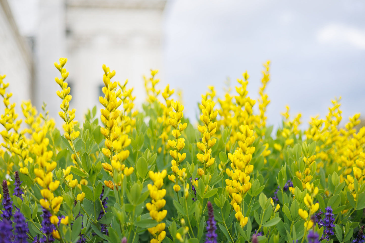 25 YELLOW WILD INDIGO Baptisia Tinctoria False Indigo Flower Seeds - Blessings Grow Meadows -