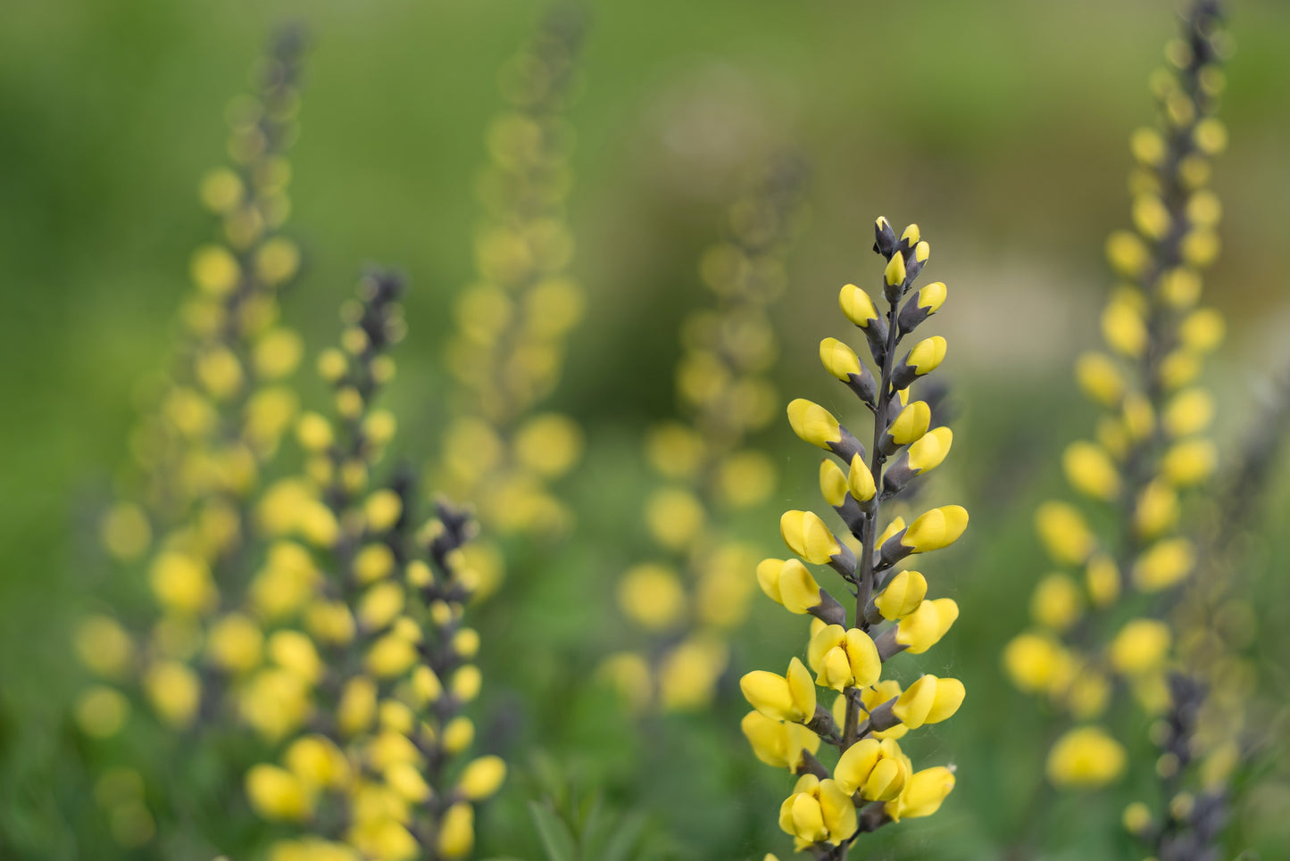 25 YELLOW WILD INDIGO Baptisia Tinctoria False Indigo Flower Seeds - Blessings Grow Meadows -