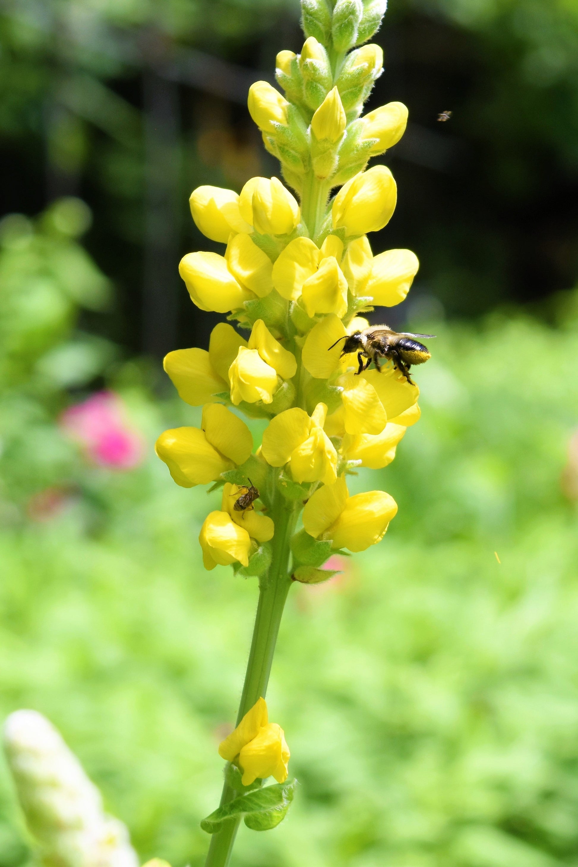 25 YELLOW WILD INDIGO Baptisia Tinctoria False Indigo Flower Seeds - Blessings Grow Meadows -