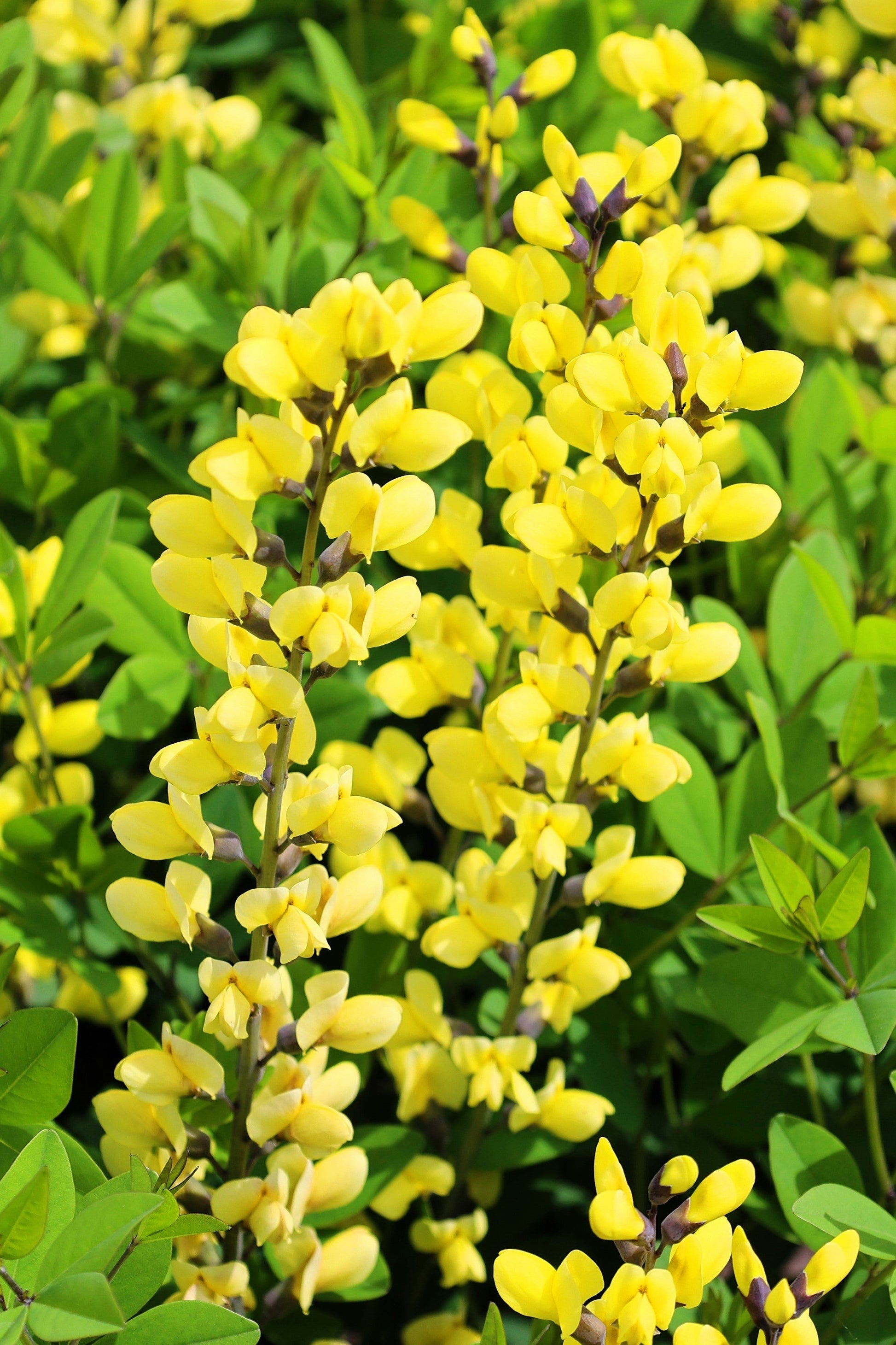 25 YELLOW WILD INDIGO Baptisia Tinctoria False Indigo Flower Seeds - Blessings Grow Meadows -