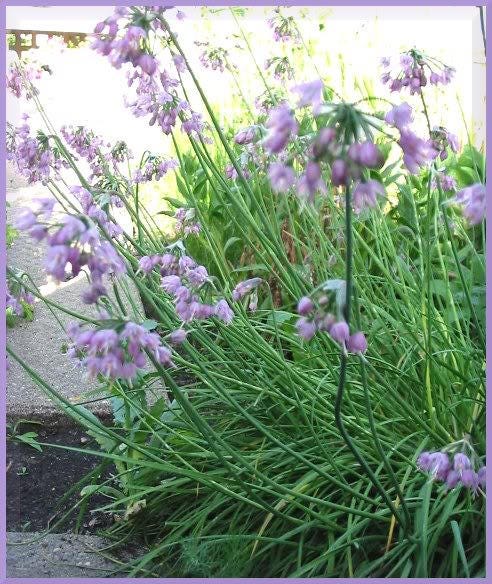 250 ALLIUM NODDING ONION Allium Cernuum Flower Seeds - Blessings Grow Meadows -