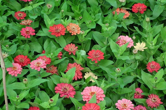 250 EXQUISITE ZINNIA Elegans Changes Color Red - Hot Pink Pale Pink Flower Seeds - Blessings Grow Meadows -