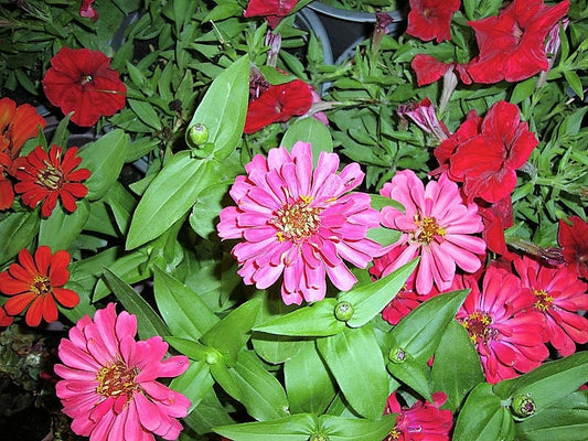 250 EXQUISITE ZINNIA Elegans Changes Color Red - Hot Pink Pale Pink Flower Seeds - Blessings Grow Meadows -