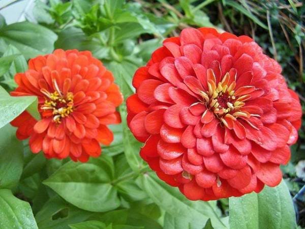 250 EXQUISITE ZINNIA Elegans Changes Color Red - Hot Pink Pale Pink Flower Seeds - Blessings Grow Meadows -