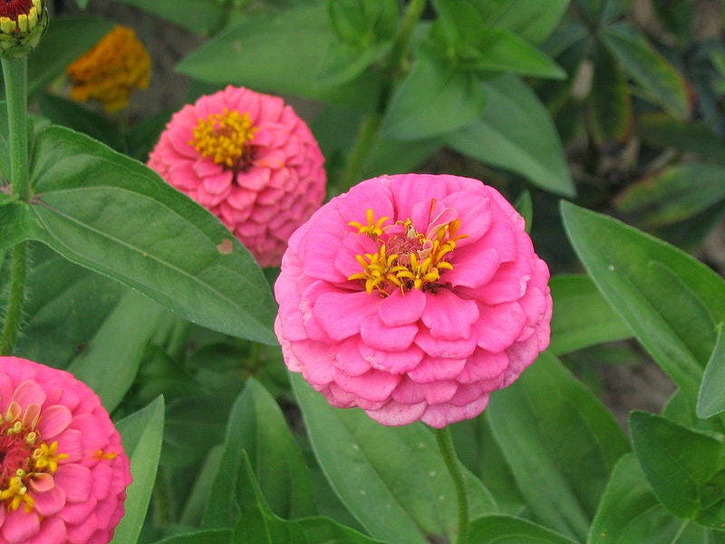 250 EXQUISITE ZINNIA Elegans Changes Color Red - Hot Pink Pale Pink Flower Seeds - Blessings Grow Meadows -