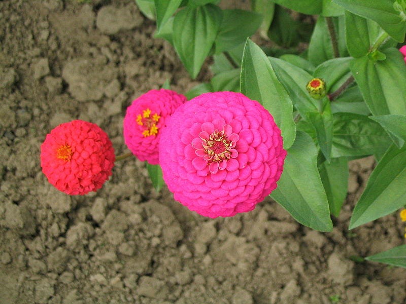 250 EXQUISITE ZINNIA Elegans Changes Color Red - Hot Pink Pale Pink Flower Seeds - Blessings Grow Meadows -