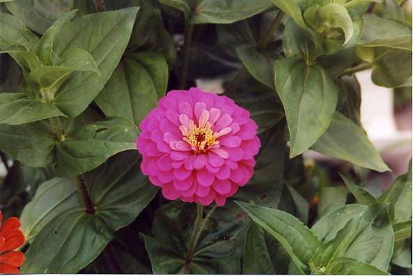 250 EXQUISITE ZINNIA Elegans Changes Color Red - Hot Pink Pale Pink Flower Seeds - Blessings Grow Meadows -