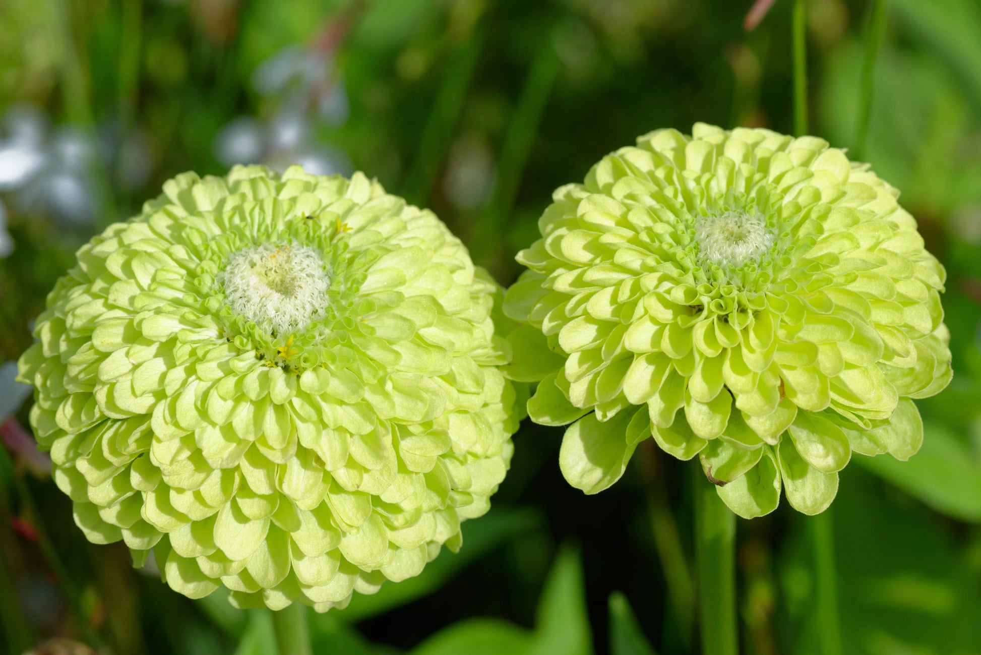 250 GREEN ENVY ZINNIA Elegans Heirloom Chartreuse Double Flower Seeds - Blessings Grow Meadows -