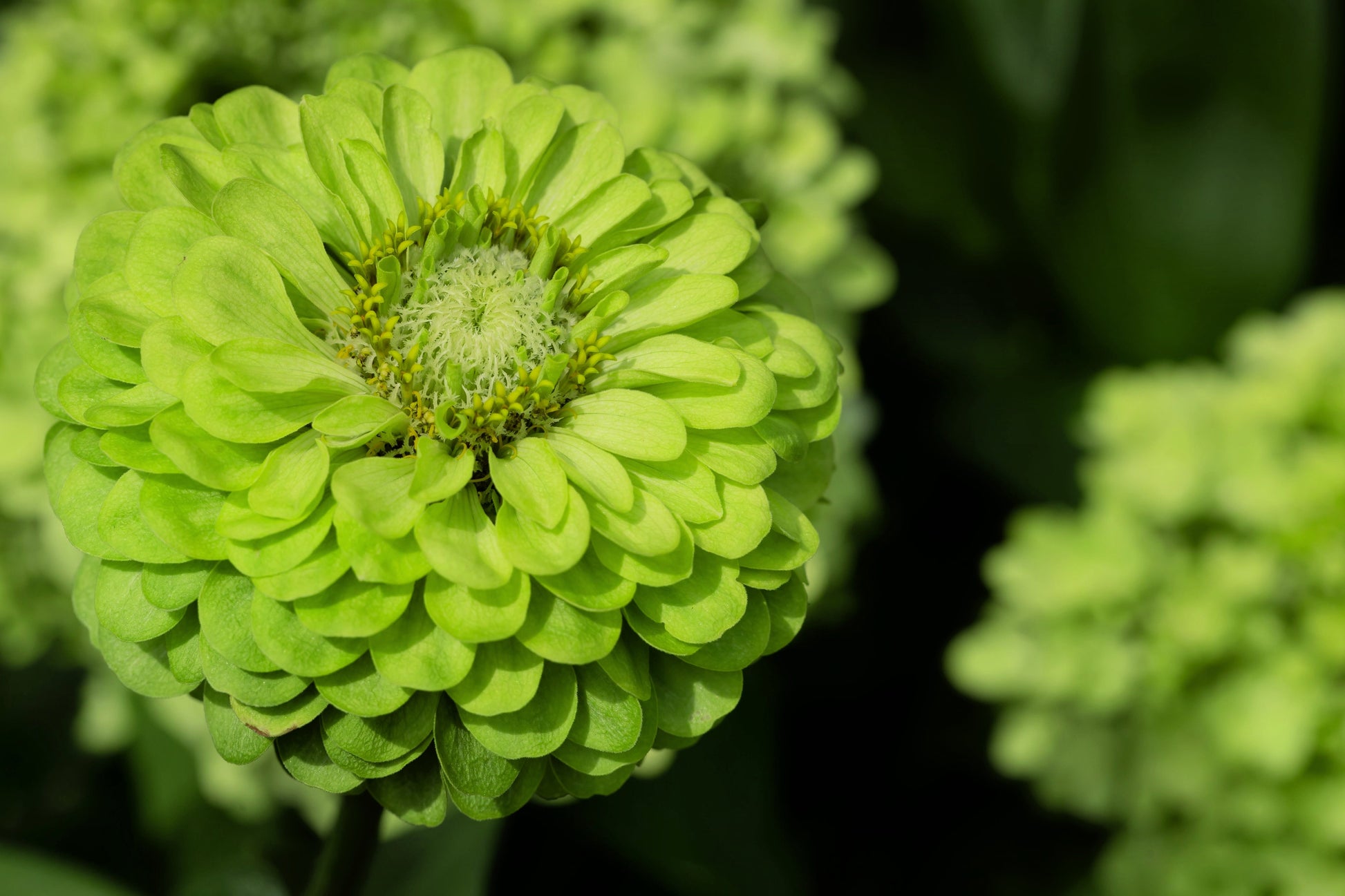 250 GREEN ENVY ZINNIA Elegans Heirloom Chartreuse Double Flower Seeds - Blessings Grow Meadows -