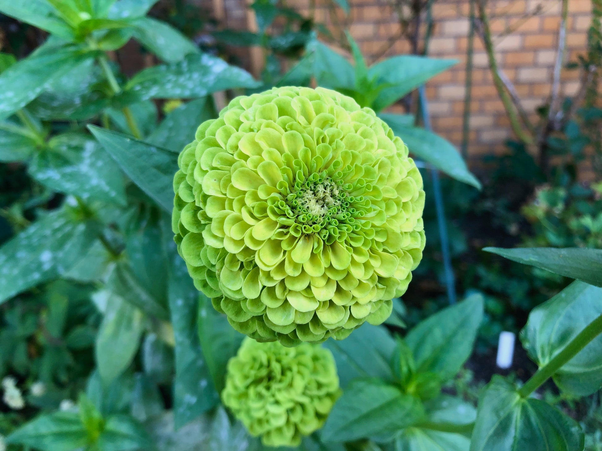250 GREEN ENVY ZINNIA Elegans Heirloom Chartreuse Double Flower Seeds - Blessings Grow Meadows -