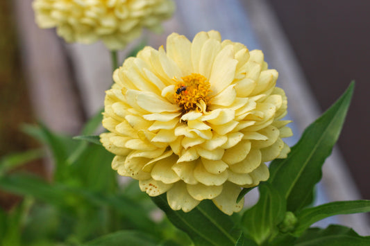 250 ISABELLINA ZINNIA Elegans Pastel Light Yellow Double Heirloom Flower Seeds - Blessings Grow Meadows -